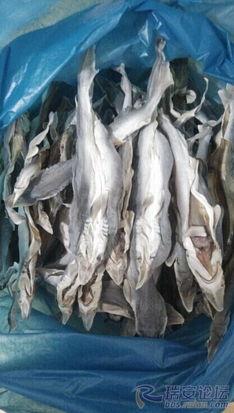 鲨鱼龟图片,鲨鱼龟共舞的神秘瞬间